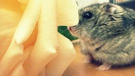 Chinchillas, cum să crească ovăz pe pervazul unei chinchilla, o cutie, un strat de drenaj, un sol de grădină,