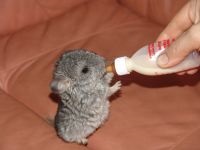 Chinchillas, cum să crească ovăz pe pervazul unei chinchilla, o cutie, un strat de drenaj, un sol de grădină,