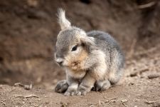 Chinchillas, cum să crească ovăz pe pervazul unei chinchilla, o cutie, un strat de drenaj, un sol de grădină,