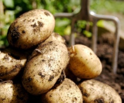 Cat de mult pot fi colectate cartofi dintr-un teren de 40 de hectare