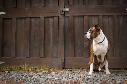 Un câine într-o casă de țară, articole despre câini