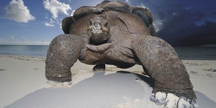 Álomértelmezés tengeri teknős álmodik, mi teknős egy álom