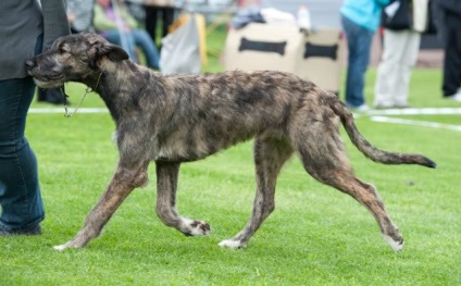 Sos! A pierdut lupul irlandez în St. Petersburg, Olgino, un cartier litoral - Wolfhound