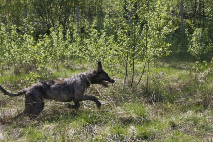 Sos! A pierdut lupul irlandez în St. Petersburg, Olgino, un cartier litoral - Wolfhound