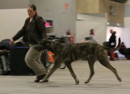 Sos! A pierdut lupul irlandez în St. Petersburg, Olgino, un cartier litoral - Wolfhound