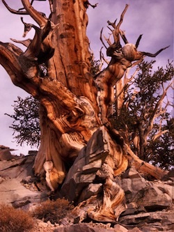 A legöregebb fa matuzsálem (USA)