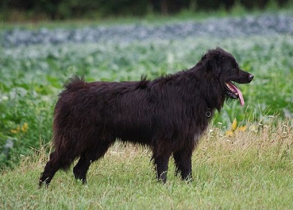 Câine ciobănesc german, ciudat