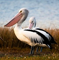 Poezii despre pelican, pelicani