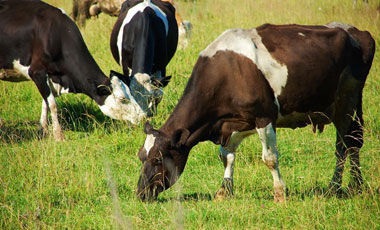 Tympanic rumen în vaca cauze, tratament, diagnostic