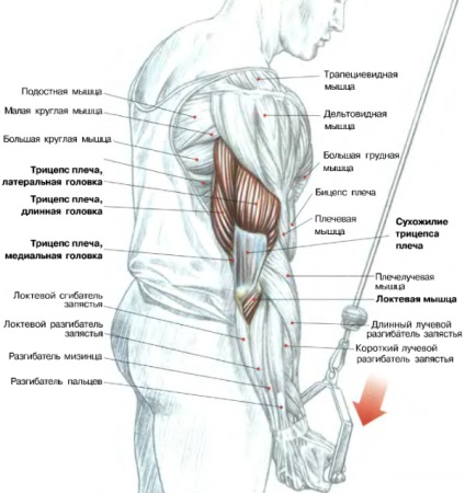 Triceps din menter - profil sportiv, rețea socială sportivă