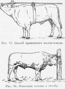 Consolidarea bovinelor într-o poziție în picioare (partea 1) - totul despre medicina veterinară