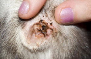 Urechea acuta la simptomele pisicilor si tratamentul