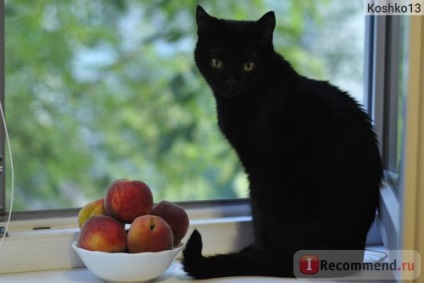 Nyugtatók veda macska Baiyun infúzió és tabletták - „Vajon - cat Baiyun - miközben ivarzás is