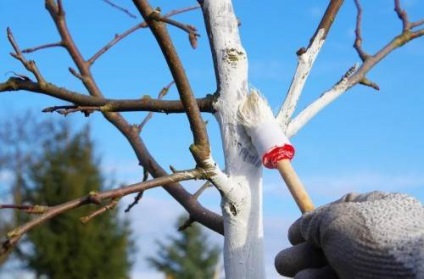 Îngrijirea copacilor în timpul iernii