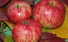 Gondozásában almafák az őszi aratás után - metszés, permetezés, a legjobb minőségű