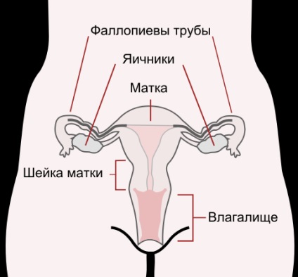 Uzi canal cervical în timpul sarcinii