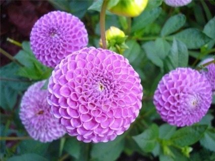 Alegerea Dahlias