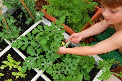 Cultivarea pepene verde în sol deschis