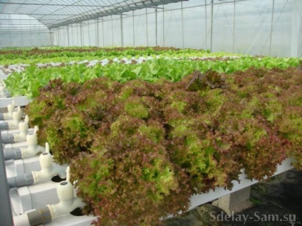 Plante cultivate pe paturi din țevi din plastic - grădină, grădină - țara mamei