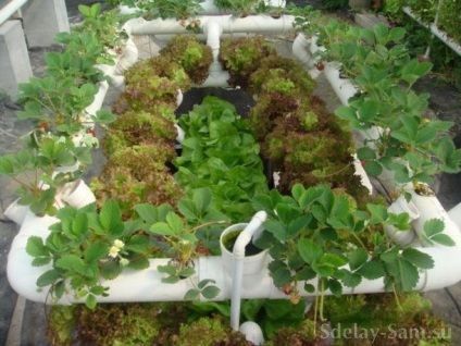 Növekvő növények az ágyak a műanyag csövek - kerti, konyhakert - Home Moms