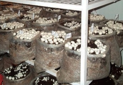 Cultivarea campionilor într-o seră pentru ciuperci de ciuperci începători