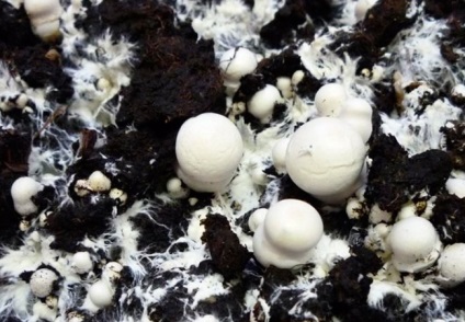 Cultivarea campionilor într-o seră pentru ciuperci de ciuperci începători