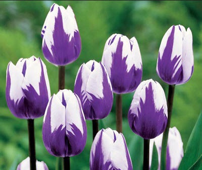 Növekvő tulipán, ültetés és gondozás