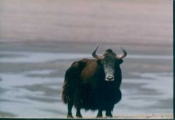 În regiunea Irkutsk, yaks sunt crescute - agroxxi