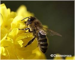 Expoziția albinelor de la cabana de iarnă și prima lucrare de primăvară - un mic sat - un portal pentru fermieri, un rural