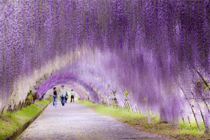 Wisteria (wisteria) este cultivată în țară