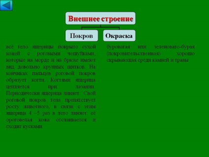 Întregul corp al șopârlei este acoperit cu piele uscată cu cântare excitat, care se află pe prezentarea 14157-7