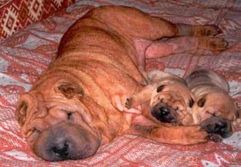 pei Caracter, Shar Pei fotografie vigilent cu stima de sine-nobil Shar Pei