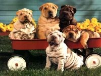 Karakter pei, shar pei fényképet éber önbecsülés nemes shar pei