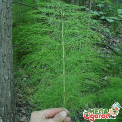 Descrierea pășunatului coapsei, habitat, reproducere și caracteristici