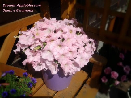 Apple petunia colorată