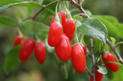 Berry goji (kínai lícium) gyógyszer tulajdonságait rendőrség vulgare, teát, gyümölcsöt lycium