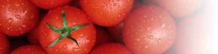 Boala de tomate, lupta cu phytophthora pe tomate