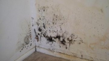 Mirosul de mucegai într-o casă sau un apartament - cum să scapi de ea