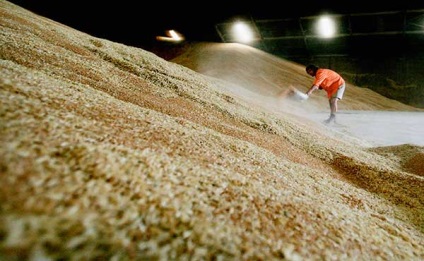 Molia de cereale - fotografie cum să scapi, metode dovedite de luptă