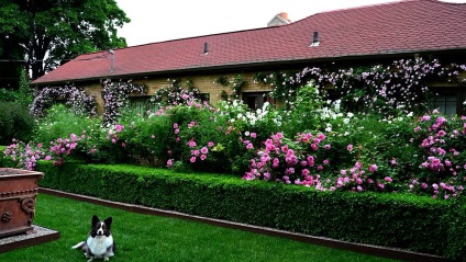 Un gard viu în dacha cu mâinile sale pe care plantele