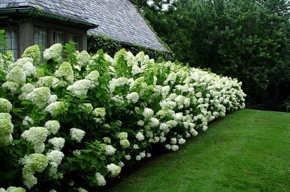 Un gard viu în dacha cu mâinile sale pe care plantele