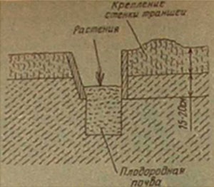 Zverushka - cultivarea canalelor de culturi subtropicale