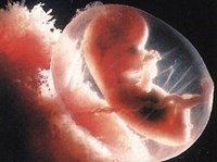 10 Fapte despre embrioni-)