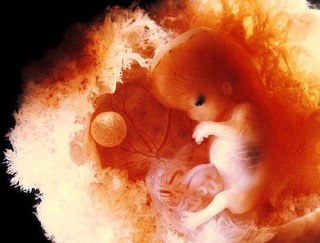 10 Fapte despre embrioni-)