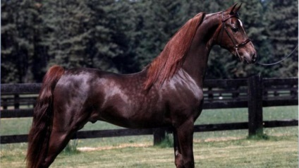 10 Cele mai incredibile rase de cai