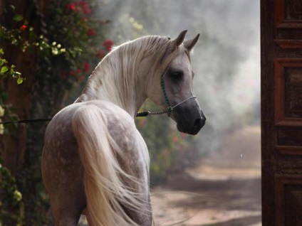 10 Cele mai incredibile rase de cai