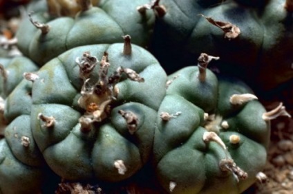 10 Cacti mai unici