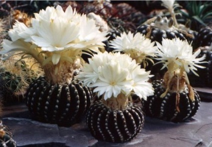 10 Cacti mai unici