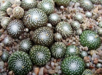 10 Cacti mai unici