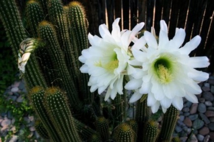 10 Cacti mai unici